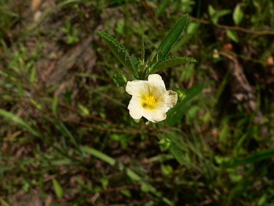 {Sida spinosa}
